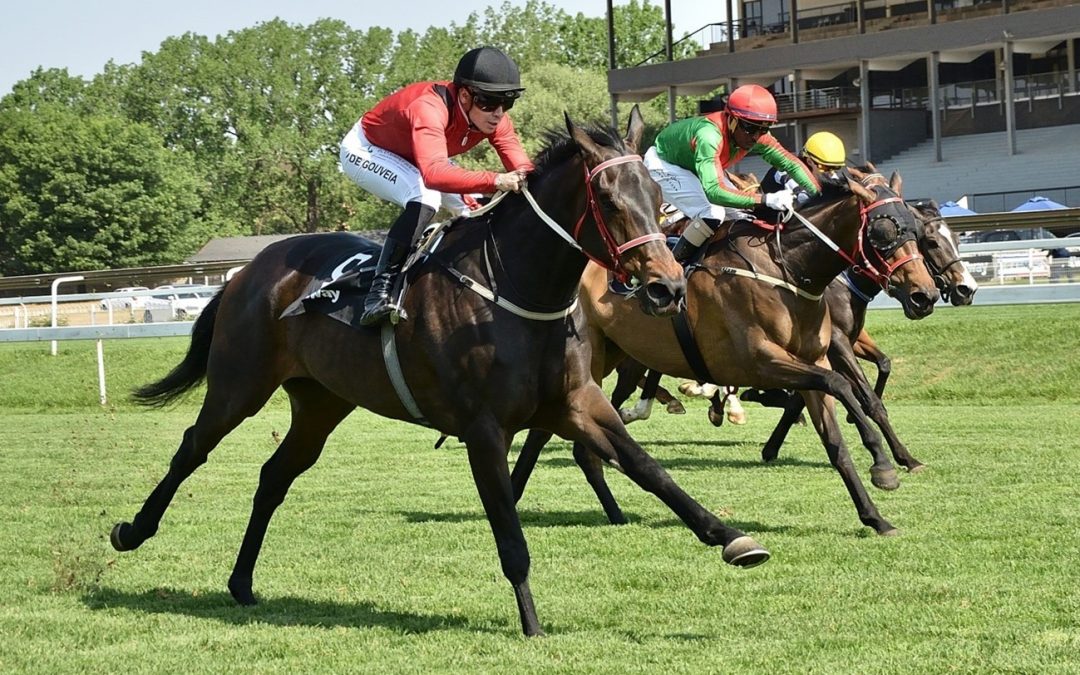 Betway Summer Cup Day Runners