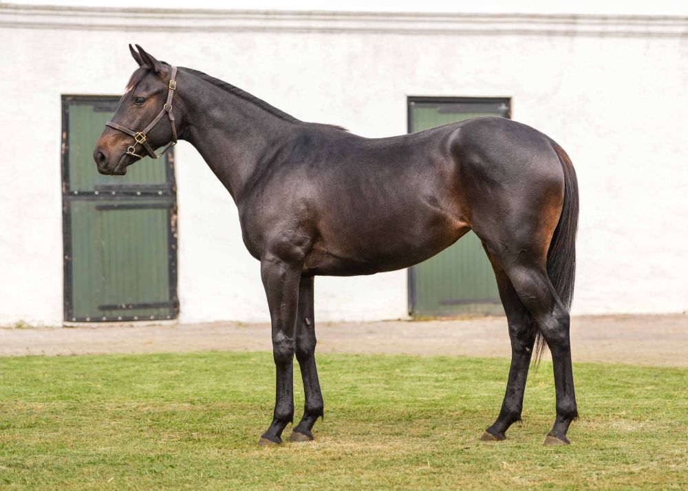 CR - 2025-2YO-3 - scaled