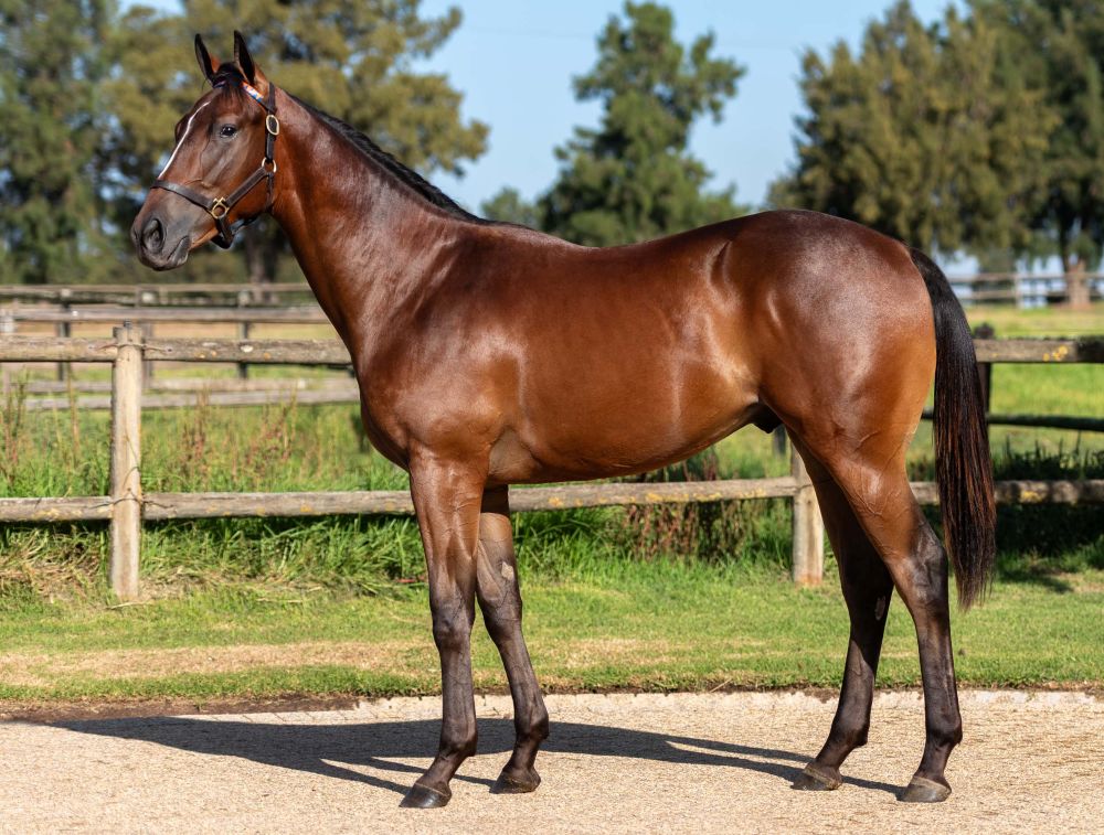 CR Lot 139 - Desert Island - scaled