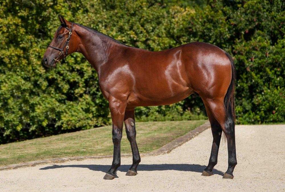 Latest Shares Available || 2026 BSA Cape Yearling Sale